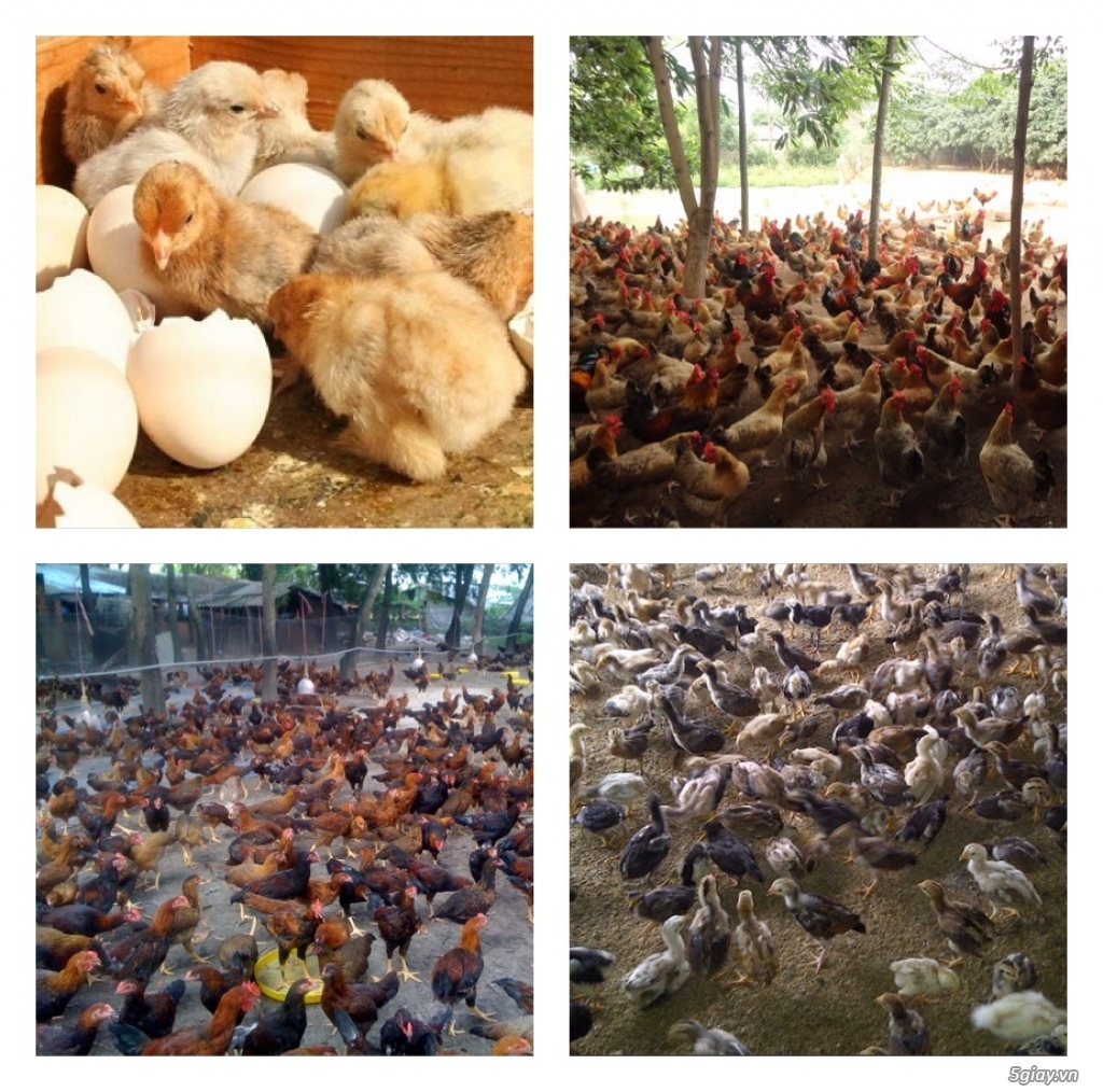 Chuyên Cung Giống Gà Nồi Thả Vườn Bến Tre (Gà Nuôi Tết ):0898022571 hoặc 0901075874 - 1