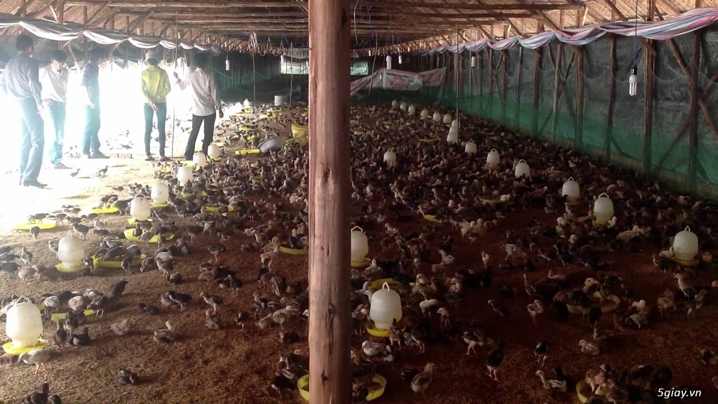 Chuyên Cung Giống Gà Nồi Thả Vườn Bến Tre (Gà Nuôi Tết ):0898022571 hoặc 0901075874 - 3