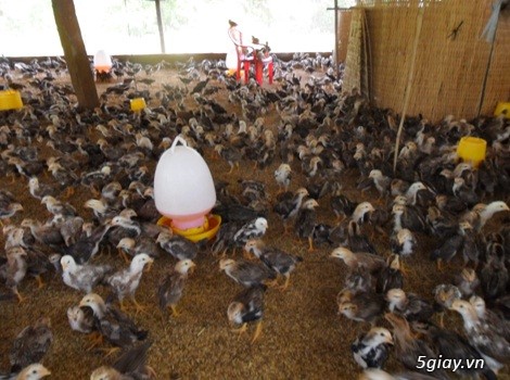 Chuyên Cung Giống Gà Nồi Thả Vườn Bến Tre (Gà Nuôi Tết ):0898022571 hoặc 0901075874 - 2