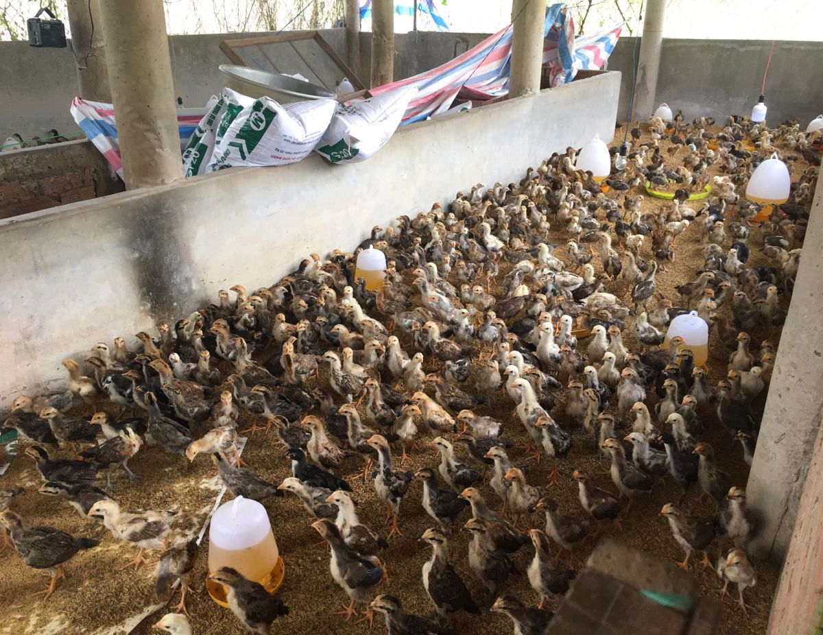 Trại gà giống Dũng Mười Hai