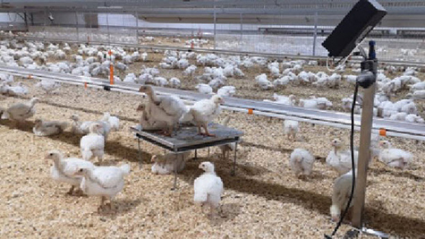 Trại gà giống Dũng Mười Hai