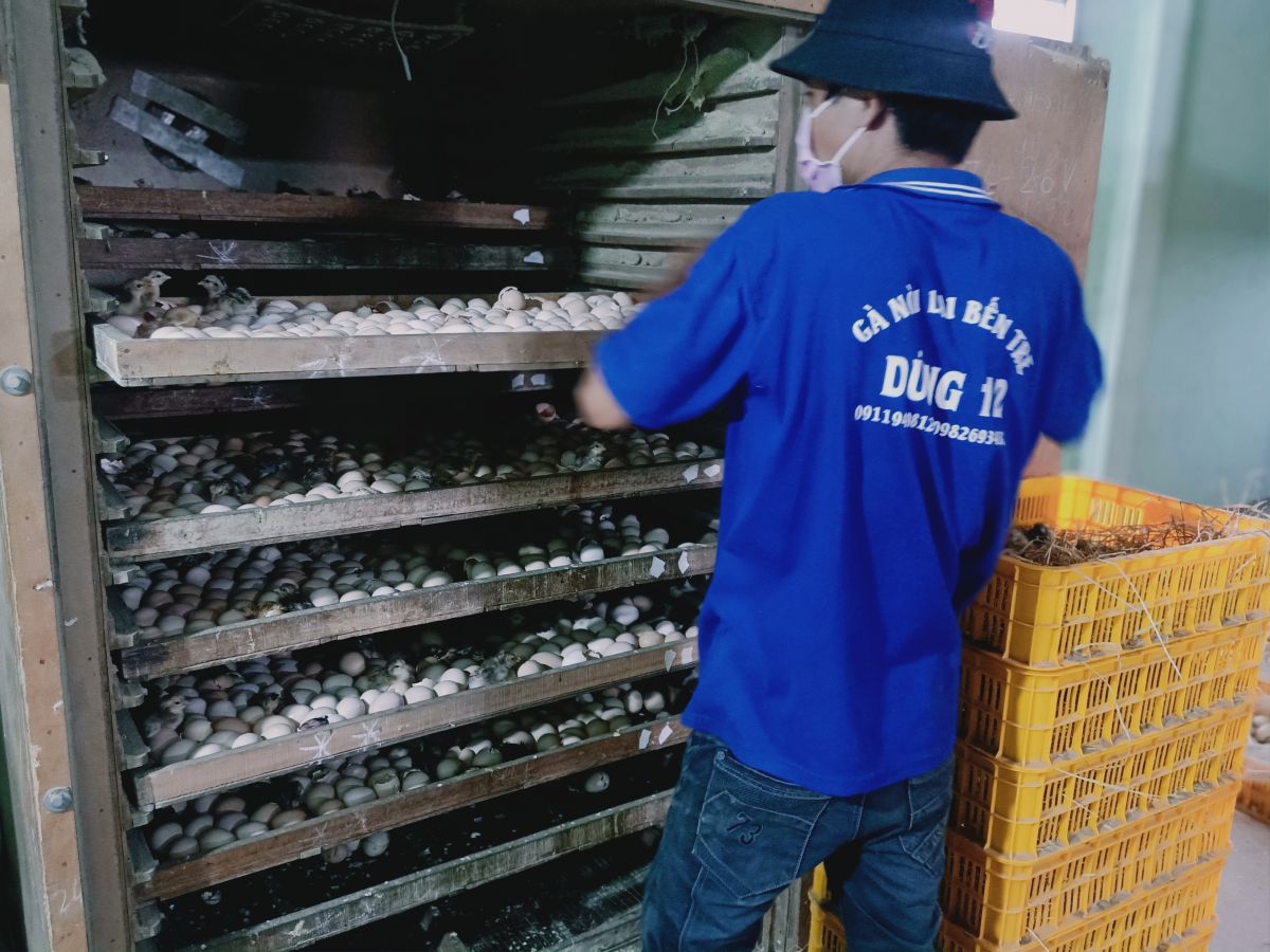 Trại gà giống Dũng Mười Hai