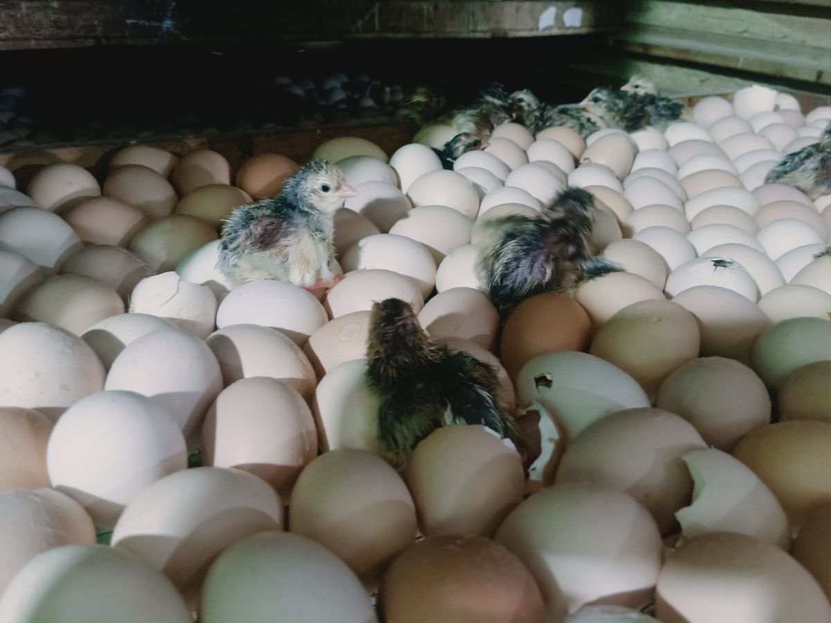 Trại gà giống Dũng Mười Hai