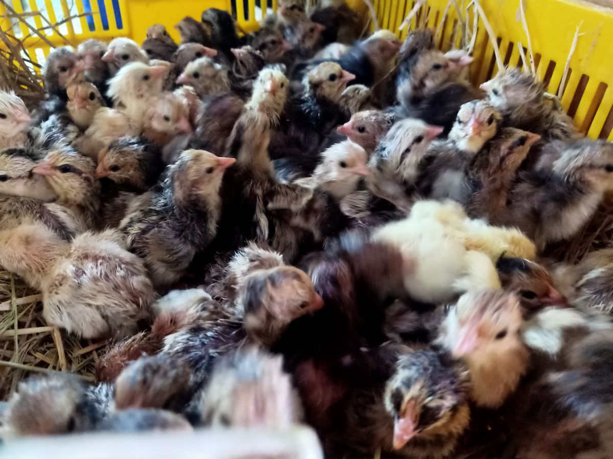 Trại gà giống Dũng Mười Hai