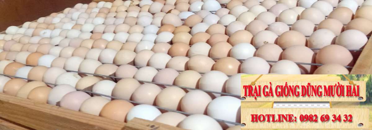 Trại gà giống Dũng Mười Hai