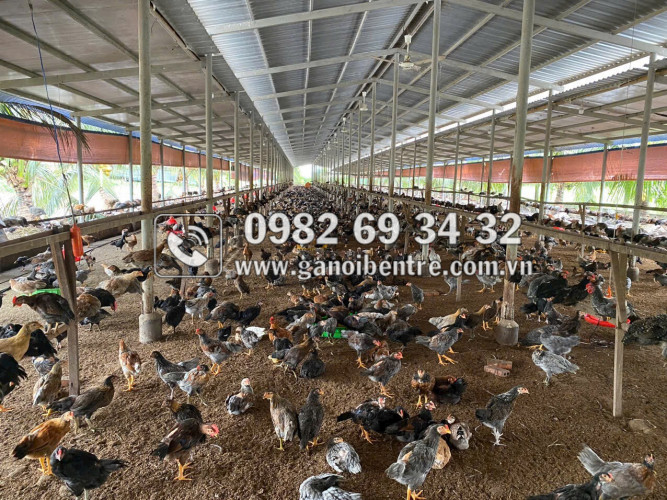 Máy phun vacxin Bến Tre