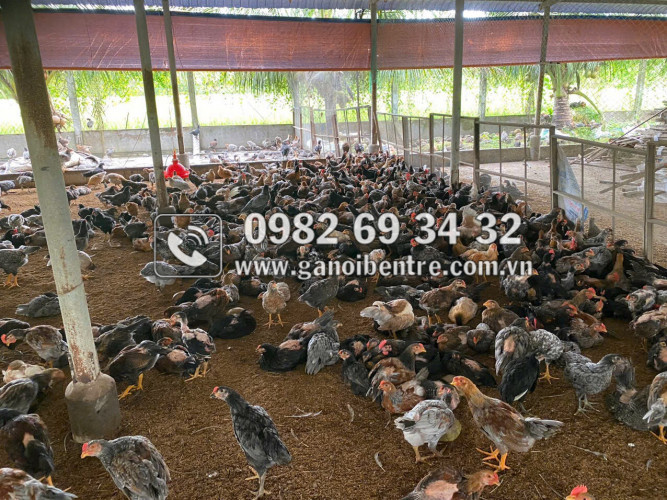 Trại gà giống Dũng Mười Hai