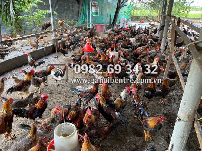Trại gà giống Dũng Mười Hai