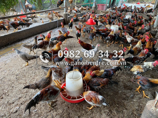 Trại gà giống Dũng Mười Hai