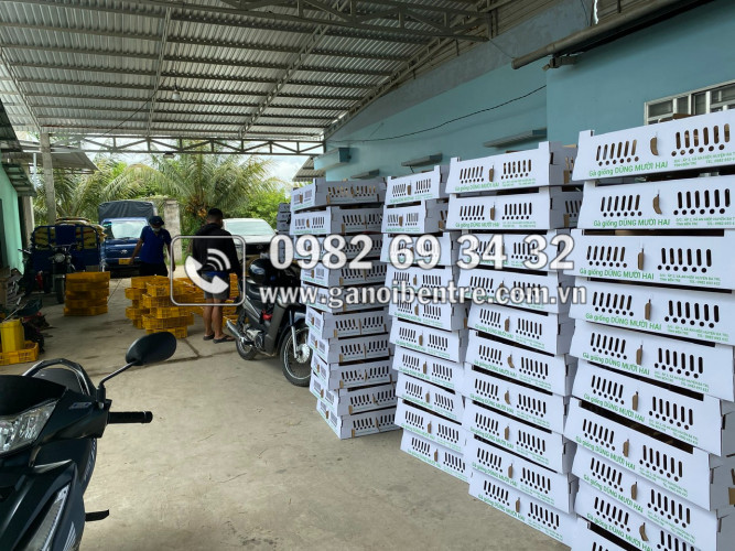 Trại gà giống Dũng Mười Hai