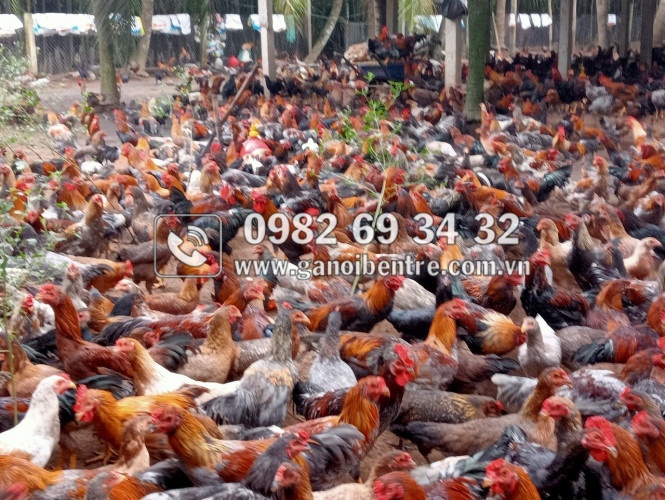 Trại gà giống Dũng Mười Hai