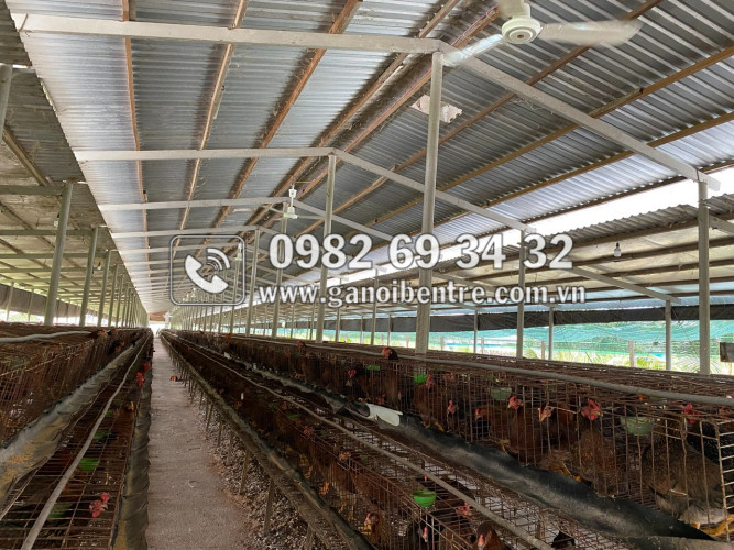 Trại gà giống Dũng Mười Hai