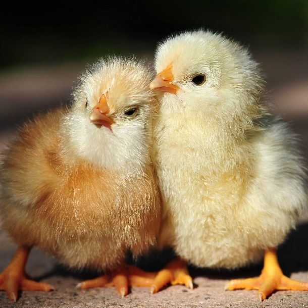 Trại gà giống Dũng Mười Hai