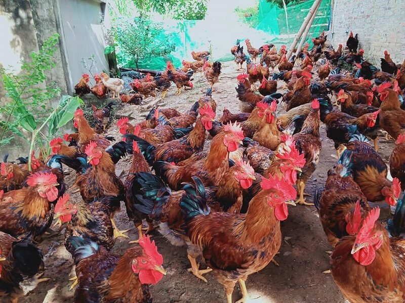 Trại gà giống Dũng Mười Hai