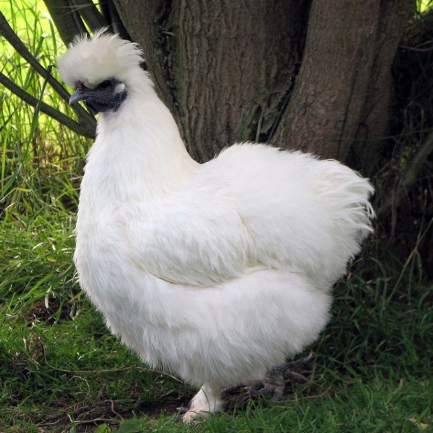 Trại gà giống Dũng Mười Hai