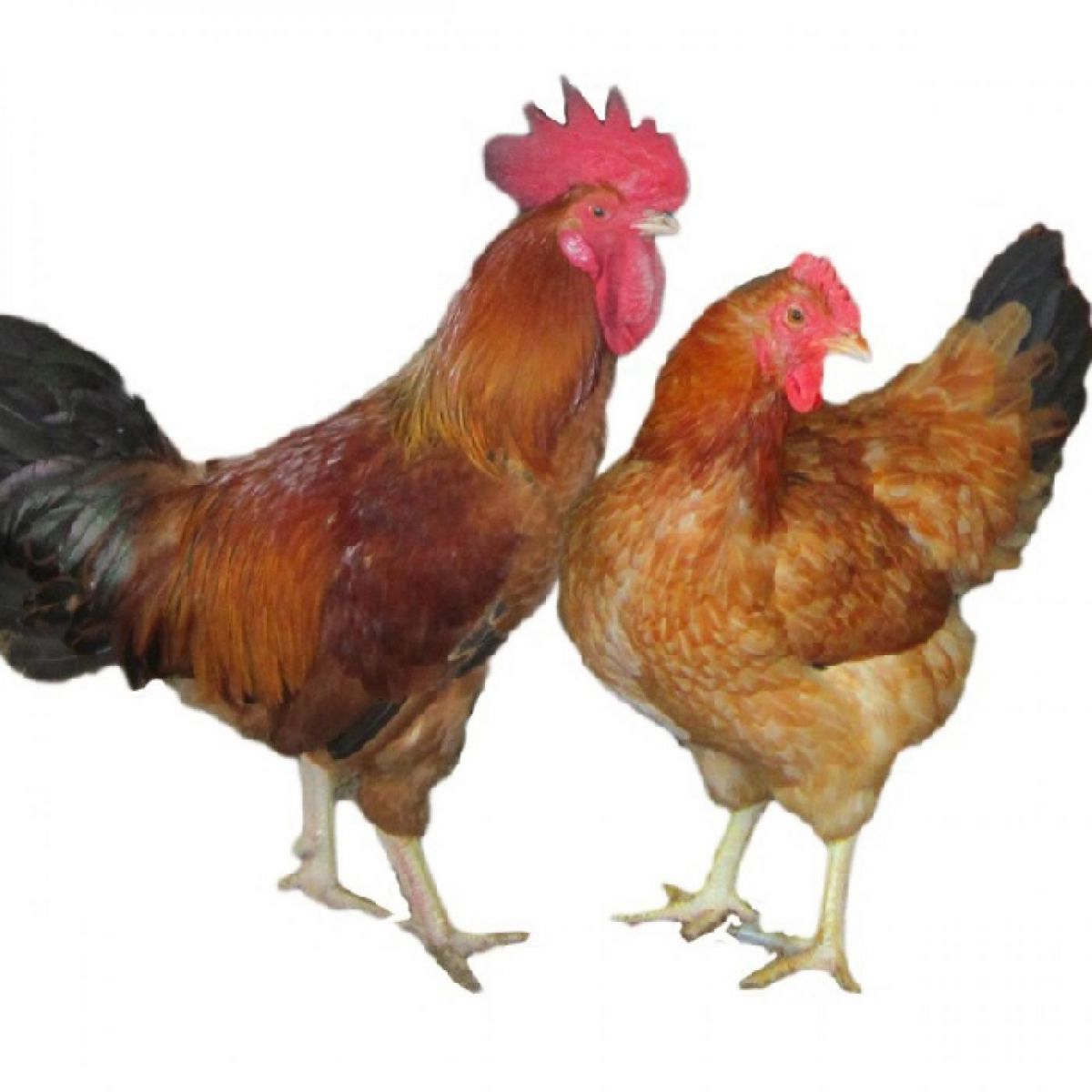 Trại gà giống Dũng Mười Hai