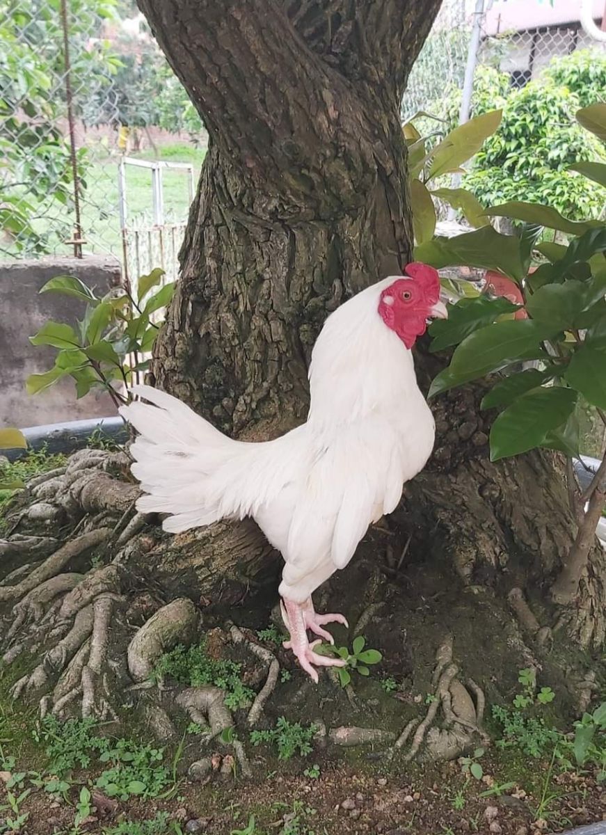 Trại gà giống Dũng Mười Hai