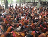 Trại gà giống Dũng Mười Hai