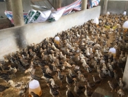 Trại gà giống Dũng Mười Hai