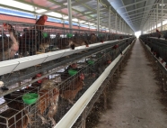 Trại gà giống Dũng Mười Hai