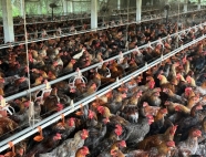 Trại gà giống Dũng Mười Hai