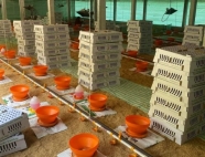 Trại gà giống Dũng Mười Hai