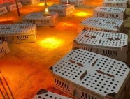 Trại gà giống Dũng Mười Hai