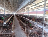 Trại gà giống Dũng Mười Hai