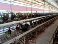 Trại gà giống Dũng Mười Hai