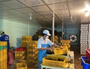 Trại gà giống Dũng Mười Hai