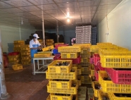 Trại gà giống Dũng Mười Hai