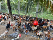Trại gà giống Dũng Mười Hai