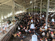 GÀ TRE THỊT - CUNG CẤP SỈ LẺ SỐ LƯỢNG LỚN