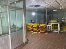 GÀ NÒI GIỐNG BẾN TRE