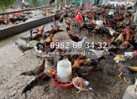 Địa chỉ bán giống gà tre chất lượng vượt trội, giá cả hợp lý