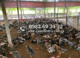 Mua gà tre giống uy tín, chất lượng tại Bến Tre