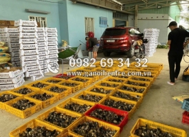 Lưu ngay trại gà chuyên cung cấp giống gà tre giá tốt