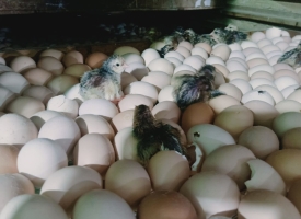 Hướng dẫn nuôi gà Nồi thả vườn bến tre hiệu quả kinh tế cao