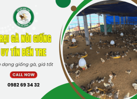 Trại gà nòi giống uy tín Bến Tre được nhiều bà con nông dân tin chọn