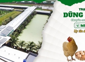 Triển vọng Mô hình Gà nòi Bến Tre đạt lợi nhuận cao trước thềm năm mới 2024