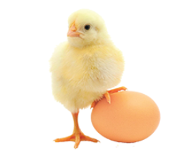 CHẤT LƯỢNG CON GIỐNG VƯỢT TRỘI