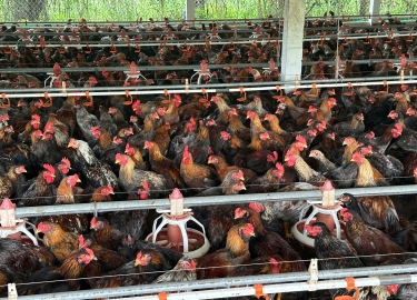 CUNG CẤP GÀ NÒI SỐ LƯỢNG LỚN TOÀN QUỐC