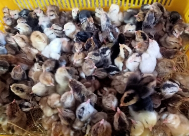 DÒNG GÀ NÒI LAI 02