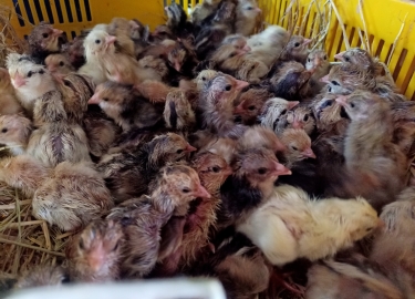 GÀ NÒI LAI BẾN TRE