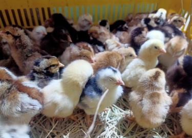 DÒNG GÀ NÒI LAI 01