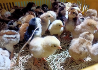 CUNG CẤP GÀ NÒI LAI BẾN TRE