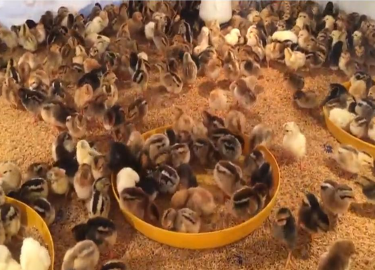 GÀ GIỐNG LAI BẾN TRE