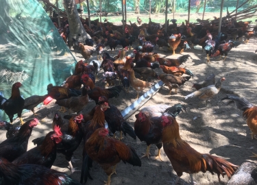 GÀ NÒI GIỐNG LAI DÒNG 1 (120 NGÀY TUỔI)