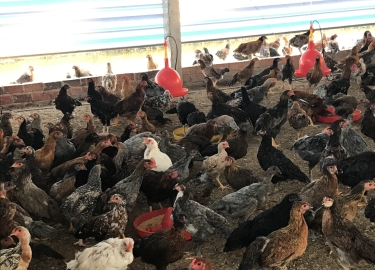 GÀ NÒI GIỐNG LAI DÒNG 2 (75 NGÀY TUỔI)