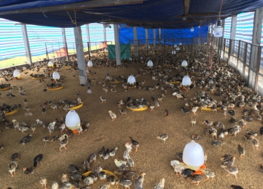 GÀ NÒI GIỐNG 10 NGÀY TUỔI